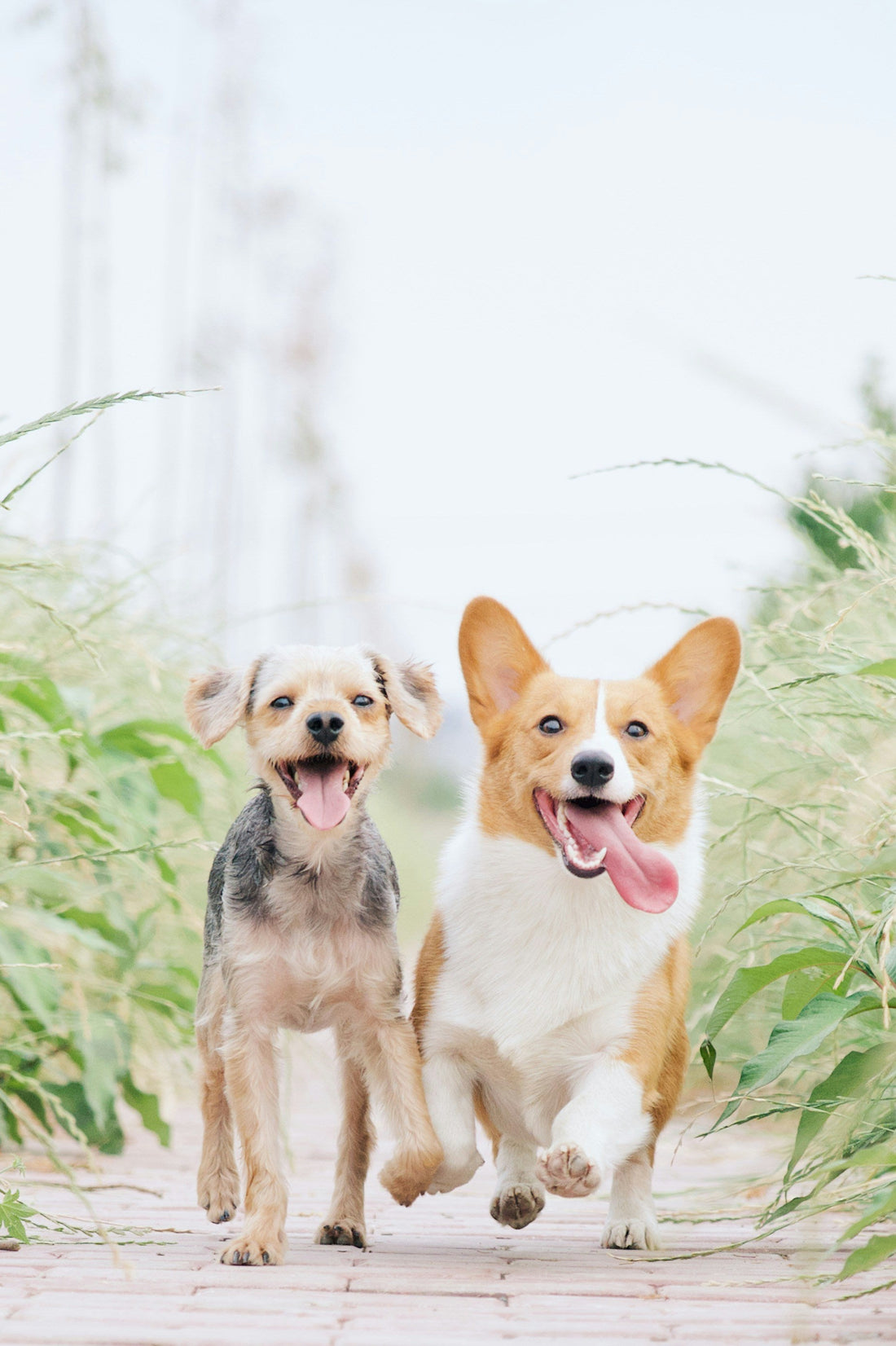 5 Must-Have Products for a Happy, Healthy Pet