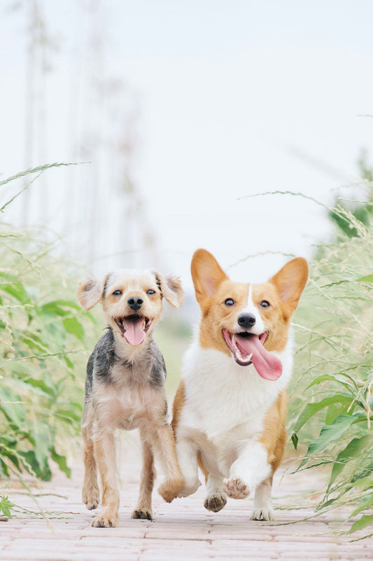5 Must-Have Products for a Happy, Healthy Pet