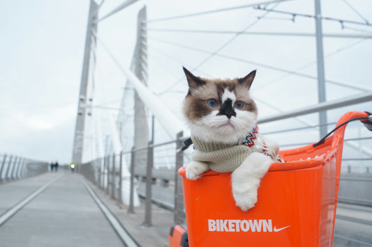 Traveling With Your Pet? Here's What You Need