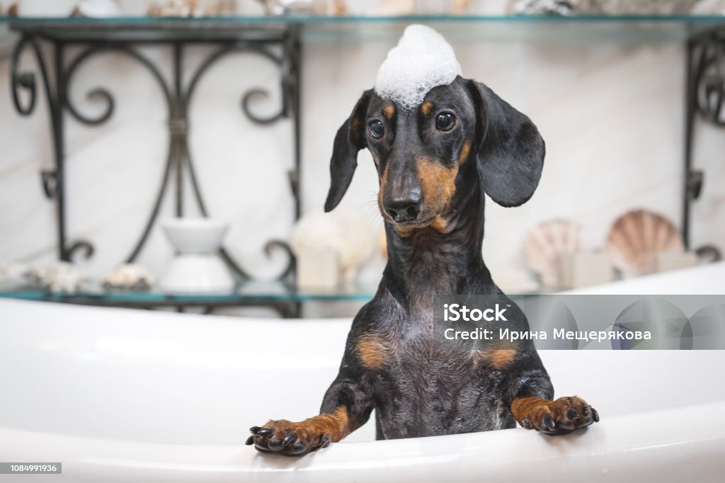 How to Groom Your Pet at Home (Without the Stress)