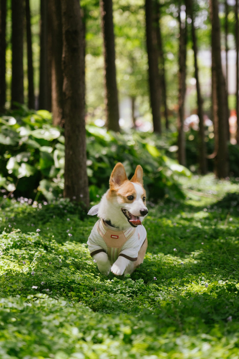 Built by pet lovers. For pet lovers.